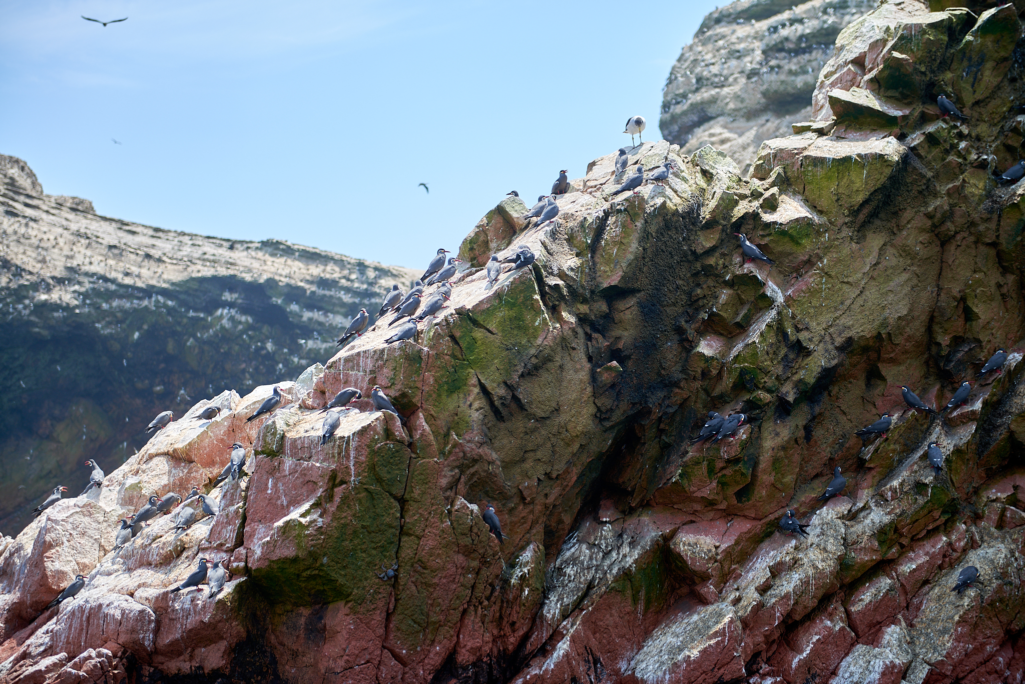 20200304 187 [페루] 바예스타섬